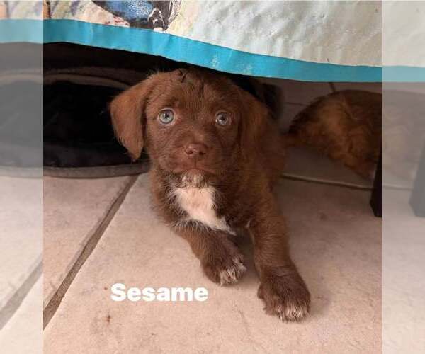 Medium Photo #2 Mutt Puppy For Sale in Cave Creek, AZ, USA