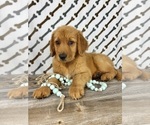 Small #1 Golden Retriever