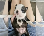 Small Photo #3 Boston Terrier Puppy For Sale in JACKSONVILLE, FL, USA