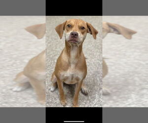 Medium Vizsla Mix
