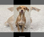 Small Vizsla Mix