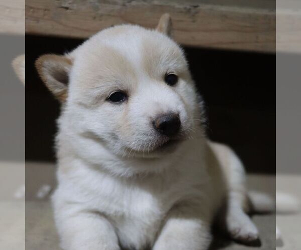 Medium Photo #2 Shiba Inu Puppy For Sale in CHARLES CITY, IA, USA