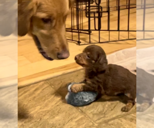 Dachshund Puppy for sale in SWEET HOME, OR, USA