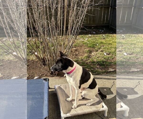 Medium Photo #15 Mutt Puppy For Sale in Holly Springs, NC, USA