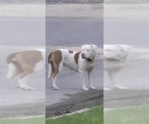 American Staffordshire Terrier-Unknown Mix Dogs for adoption in San Antonio, TX, USA