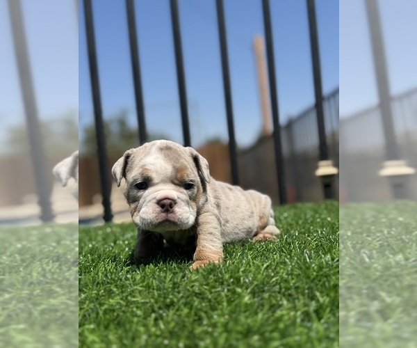 Medium Photo #12 English Bulldog Puppy For Sale in VIRGINIA BEACH, VA, USA