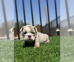 Small #11 English Bulldog