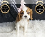 Small Photo #53 Cavalier King Charles Spaniel Puppy For Sale in WARSAW, IN, USA