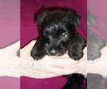 Small #1 Scottish Terrier