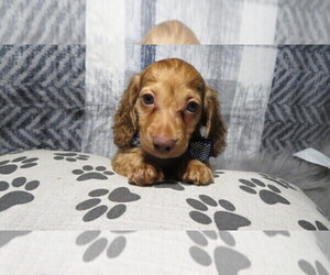 Dachshund Puppy for sale in HAWESVILLE, KY, USA