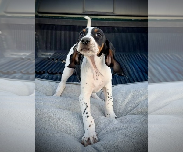Medium Photo #8 Black and Tan Coonhound-Bluetick Coonhound Mix Puppy For Sale in OAK HILLS, CA, USA