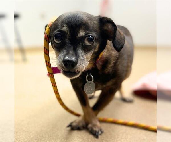Medium Photo #1 Chihuahua-Unknown Mix Puppy For Sale in Aurora, CO, USA