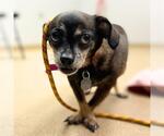 Small Chihuahua Mix