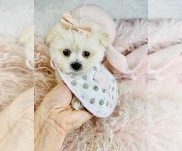 Medium Photo #2 Pomeranian Puppy For Sale in PEMBROKE PINES, FL, USA