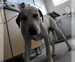 Labrador Retriever-Unknown Mix Dogs for adoption in Camarillo, CA, USA