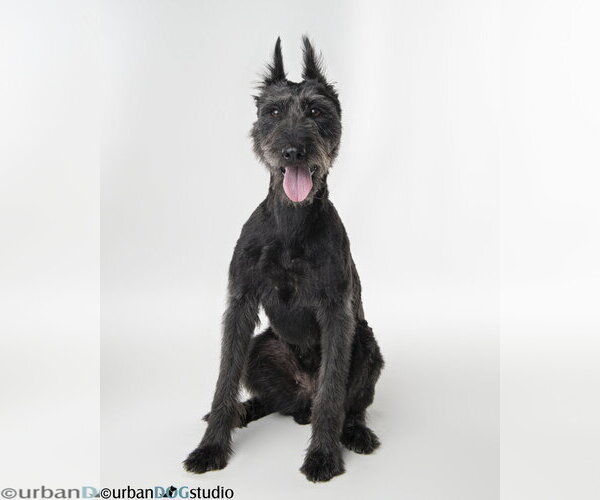 Medium Photo #3 - Mix Puppy For Sale in Tampa, FL, USA