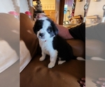 Puppy Red collar Border Collie