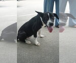Small #3 Mutt