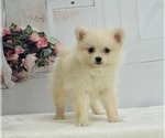 Puppy 8 Pomeranian