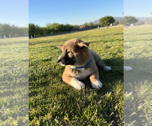 Shiba Inu Puppy for Sale in TUCSON, Arizona USA