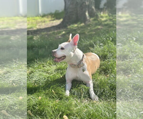 Medium Photo #8 Mutt Puppy For Sale in Oakhurst, NJ, USA