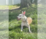 Small #7 Mutt