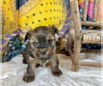 Small Photo #11 Morkie Puppy For Sale in CASSVILLE, MO, USA