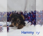 Hammy - Male Yorkshire Terrier Puppy for Sale - Photo #2