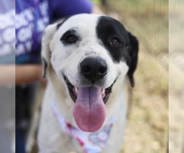 Medium Photo #2 Labrador Retriever Puppy For Sale in San Antonio, TX, USA
