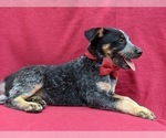 Small Photo #7 Australian Cattle Dog Puppy For Sale in HOLTWOOD, PA, USA