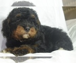 Small Photo #10 Bernedoodle Puppy For Sale in OMAHA, NE, USA