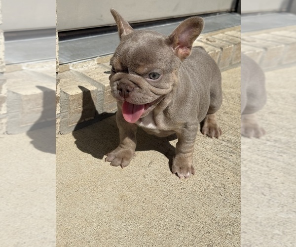Medium Photo #5 French Bulldog Puppy For Sale in HUMBLE, TX, USA