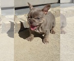 Small #4 French Bulldog