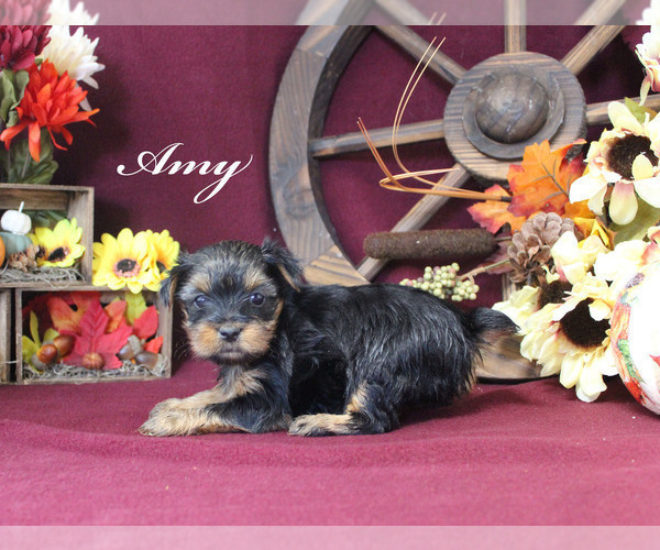 Medium Photo #2 Yorkshire Terrier Puppy For Sale in CHANUTE, KS, USA
