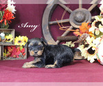 Small Photo #2 Yorkshire Terrier Puppy For Sale in CHANUTE, KS, USA