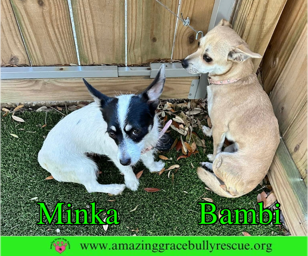 Medium Photo #3 Jack Russell Terrier-Unknown Mix Puppy For Sale in Milton, FL, USA