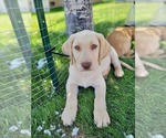 Small Photo #6 Labrador Retriever Puppy For Sale in BLACK HAWK, SD, USA