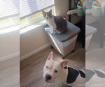 Small #4 Bulldog-Staffordshire Bull Terrier Mix