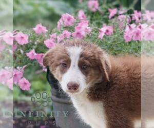 Border Collie Puppy for sale in GAP, PA, USA