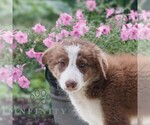 Image preview for Ad Listing. Nickname: Biscuit