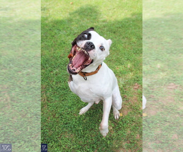 Medium Photo #4 Mutt Puppy For Sale in Lockport, NY, USA