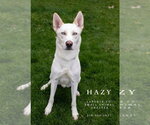 Small #2 Gerberian Shepsky