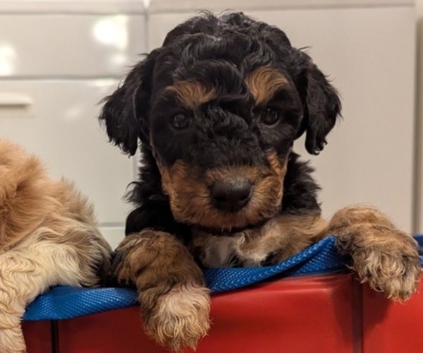 Medium Photo #1 Aussiedoodle Miniature  Puppy For Sale in NASHVILLE, TN, USA