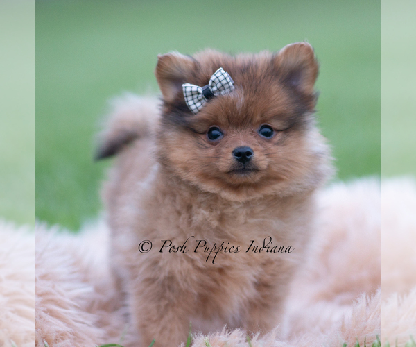 Medium Photo #2 Pomeranian Puppy For Sale in WARSAW, IN, USA
