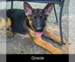Puppy Gracie German Shepherd Dog