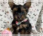 Puppy 2 Yorkshire Terrier