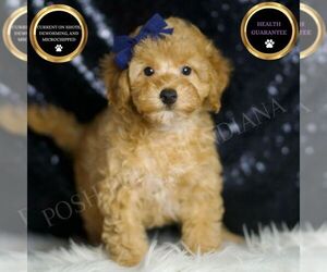 Poodle (Toy) Puppy for sale in WARSAW, IN, USA