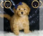 Small Poodle (Toy)