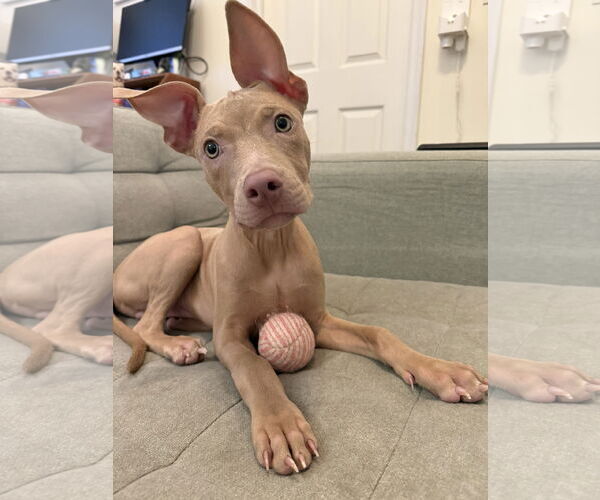 Medium Photo #7 Mutt Puppy For Sale in Philadelphia, PA, USA