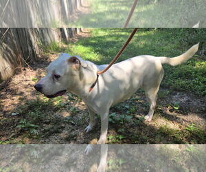 Mutt Dogs for adoption in Jackson, MS, USA